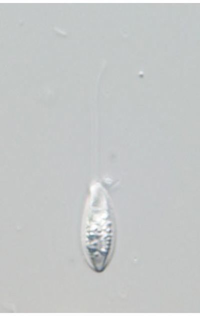 Notosolenus iurassicus