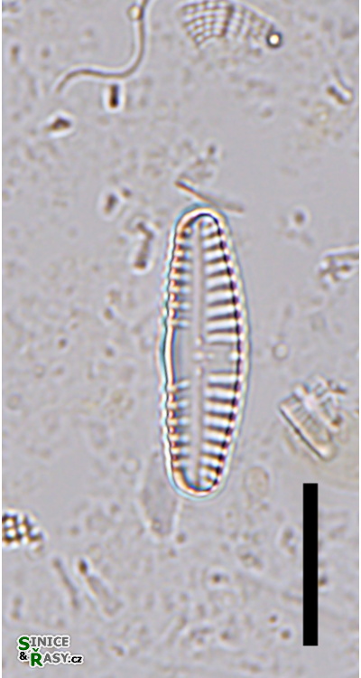 Reimeria sinuata 