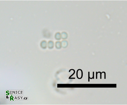 Merismopedia hyalina