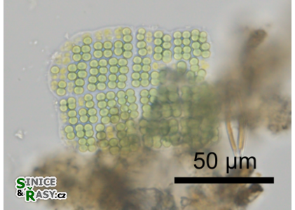 Merismopedia tranquilla