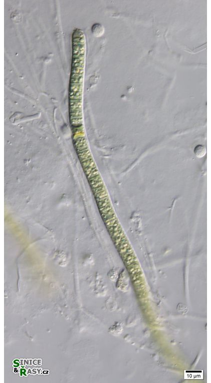cf. Scytonematopsis