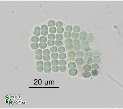 Merismopedia elegans
