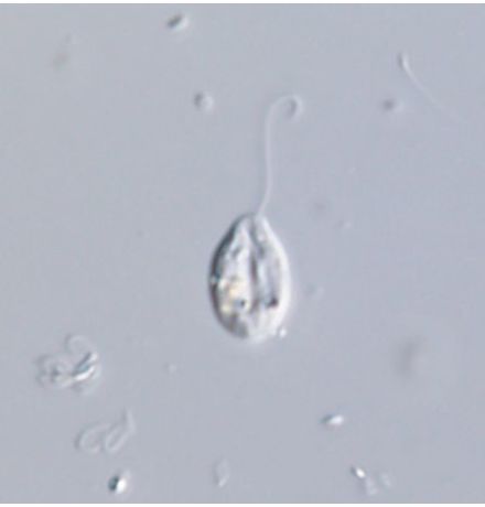 Notosolenus mediocanellatus