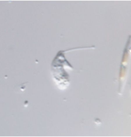 Petalomonas unguiformis