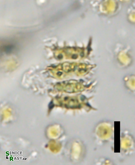 Scenedesmus soli