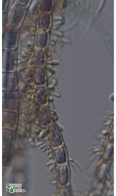 Chamaesiphon confervicola