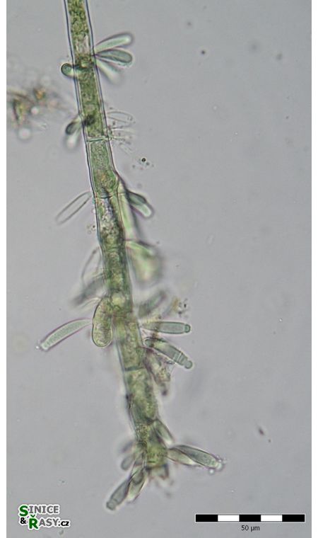 Chamaesiphon confervicola