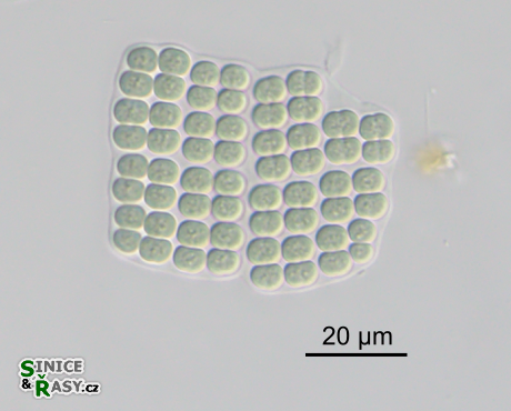 Merismopedia elegans