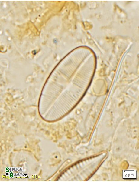 Psammothidium bioretii