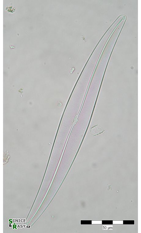 Gyrosigma attenuatum