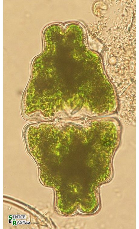 Euastrum humerosum