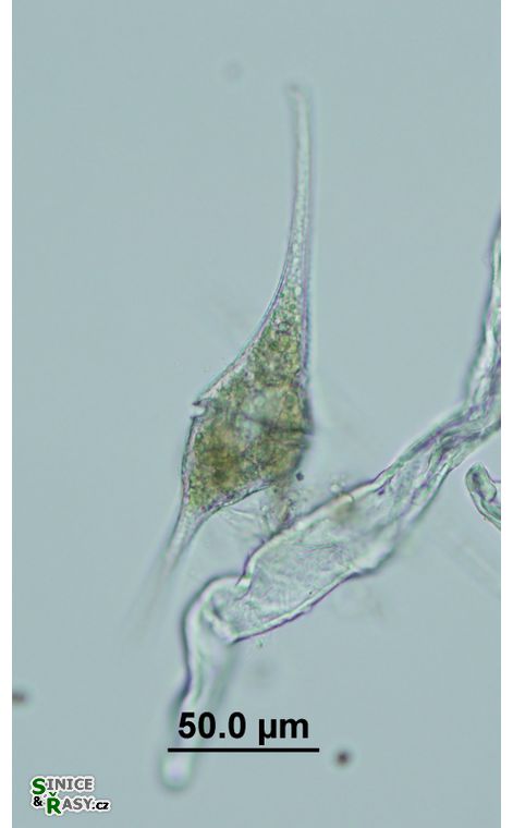 Ceratium furcoides
