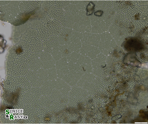 Microcrocis geminata