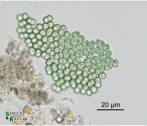 Microcrocis obvoluta