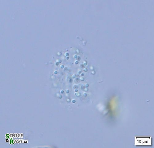 Aphanocapsa planctonica