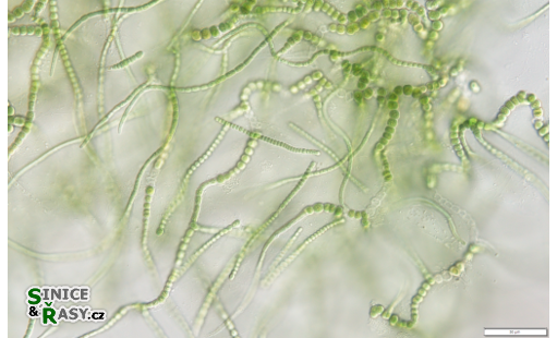 Mastigocladus laminosus