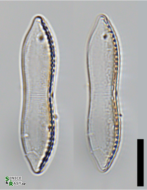 Tryblionella aerophila