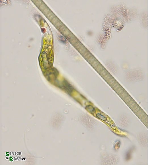 Euglena deses