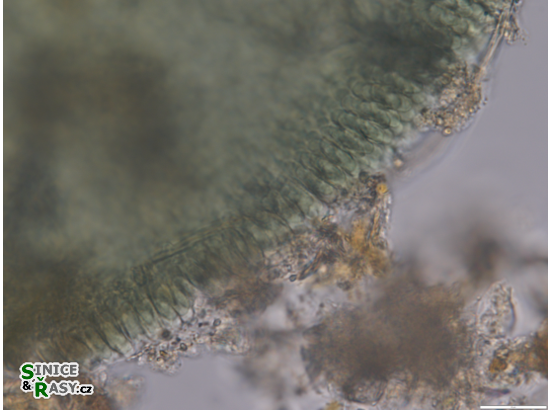 Microcrocis geminata