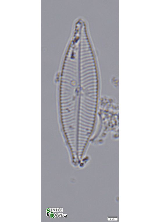 Navicula salinarum