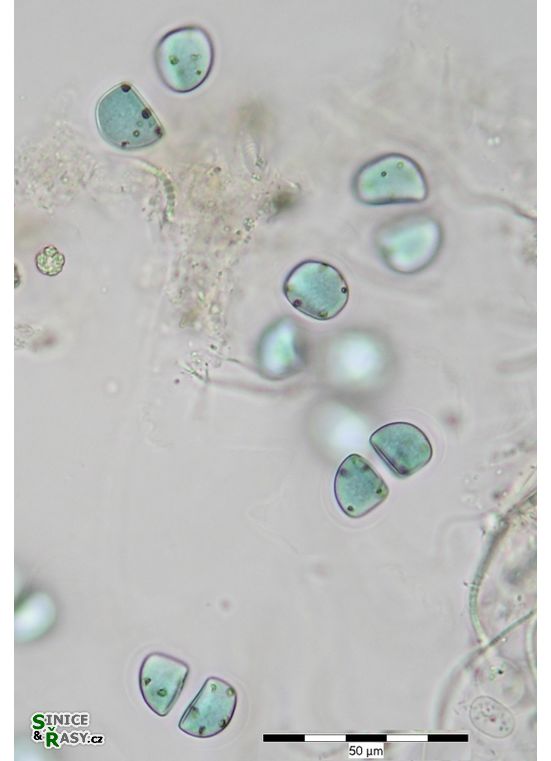 Chroococcus deltoides