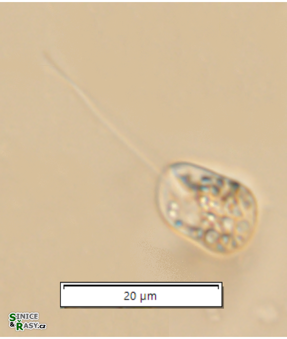 Notosolenus apocamptus