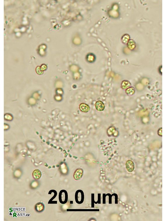 Cyanodictyon turfosum
