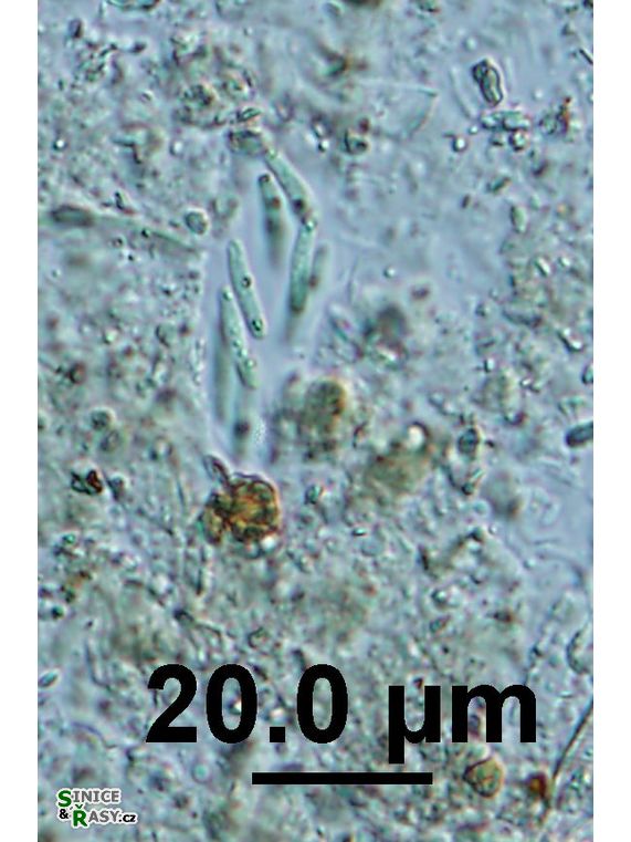 Rhabdogloea linearis