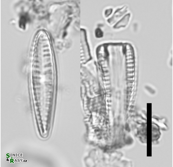 Rhoicosphenia abbreviata