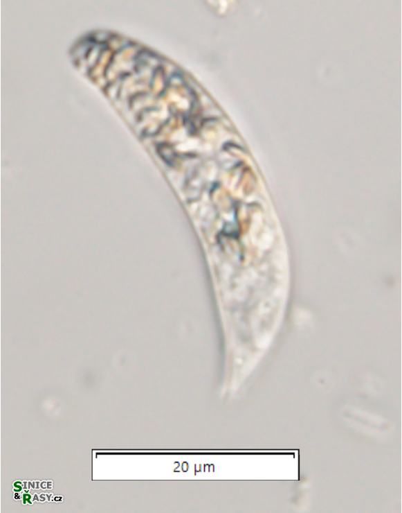Menoidium pellucidum