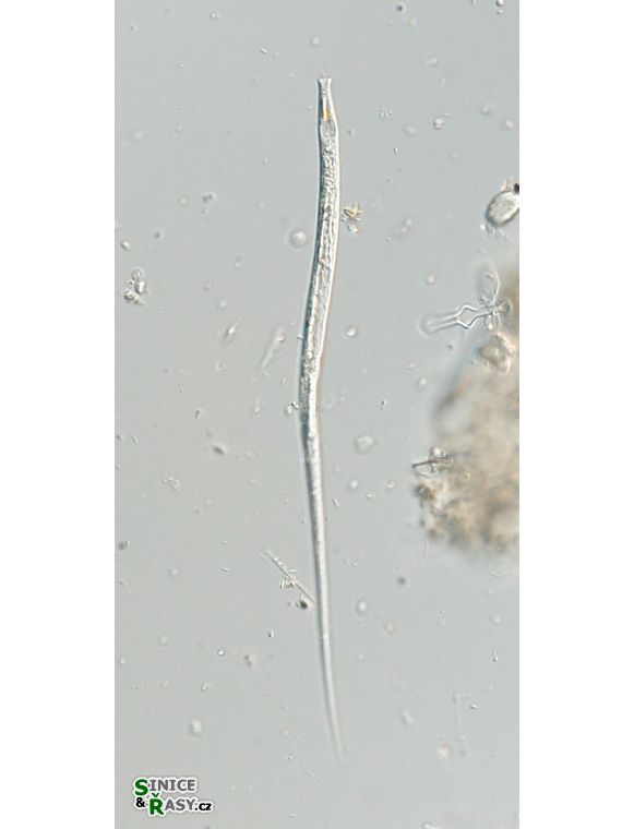 Lepocinclis cyclidiopsis