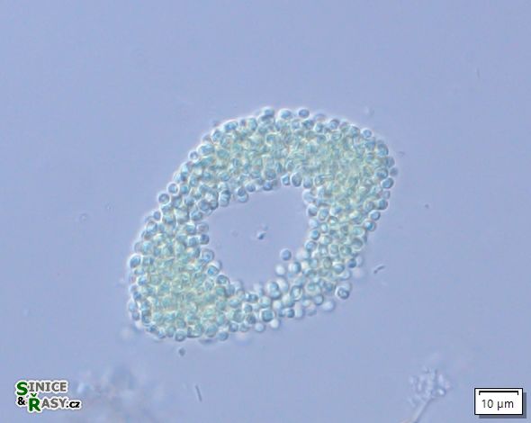 Aphanocapsa elegans