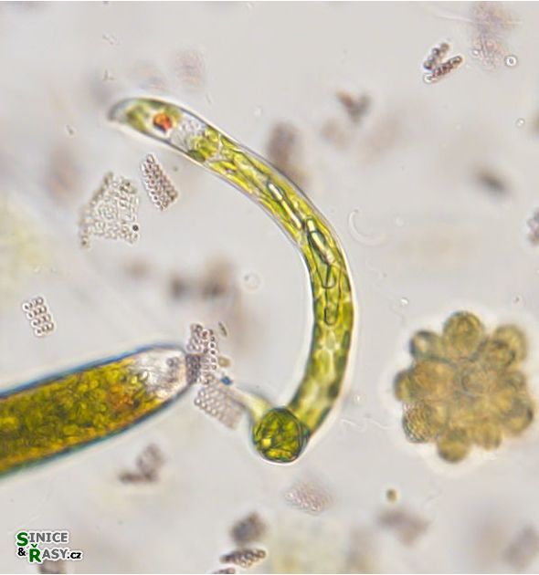 Euglena deses
