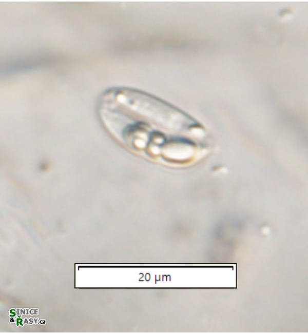 Menoidium gladius