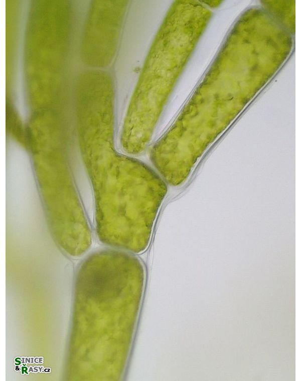 Cladophora glomerata