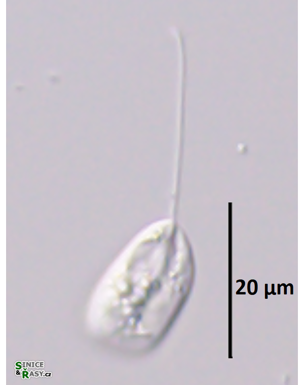 Notosolenus apocamptus