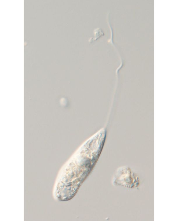 Pseudoperanema trichophorum