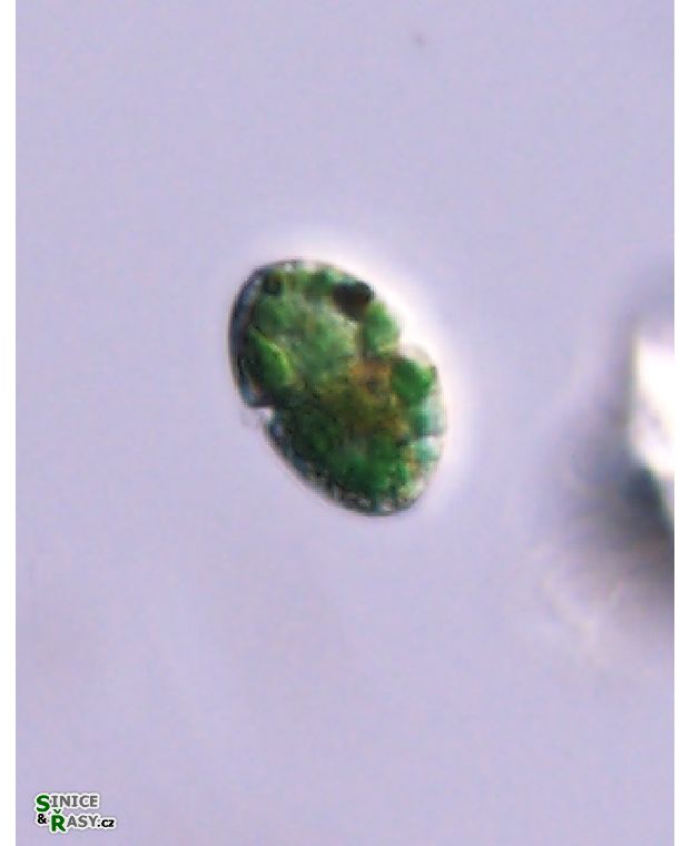 Nusuttodinium aeruginosum