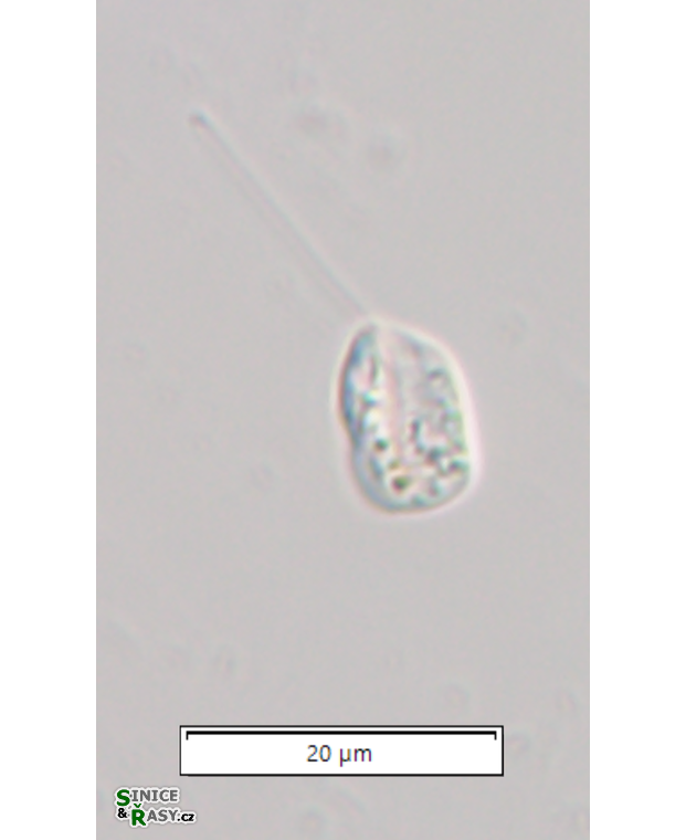 Notosolenus apocamptus