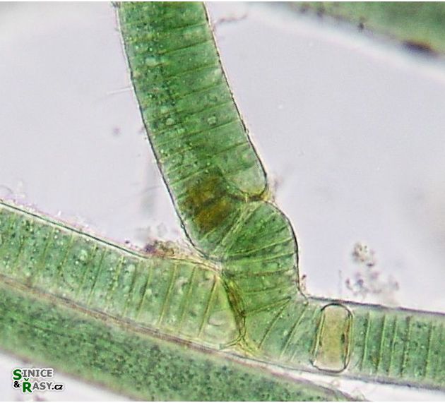 Heteroscytonema crispum