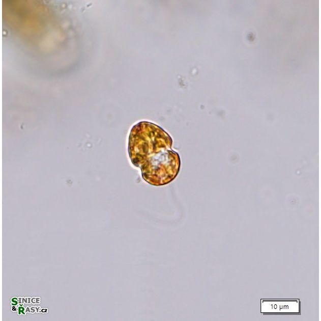 Gymnodinium cf. partitum