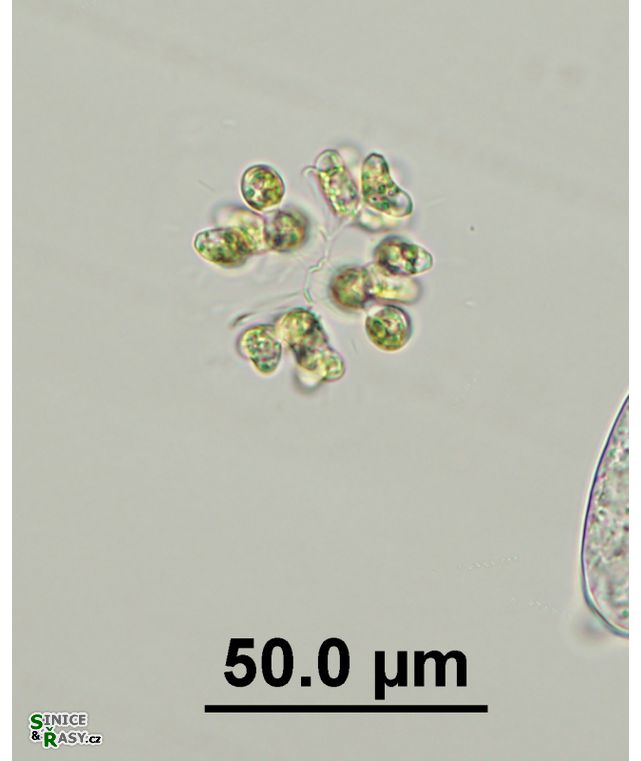 Dimorphococcus cordatus