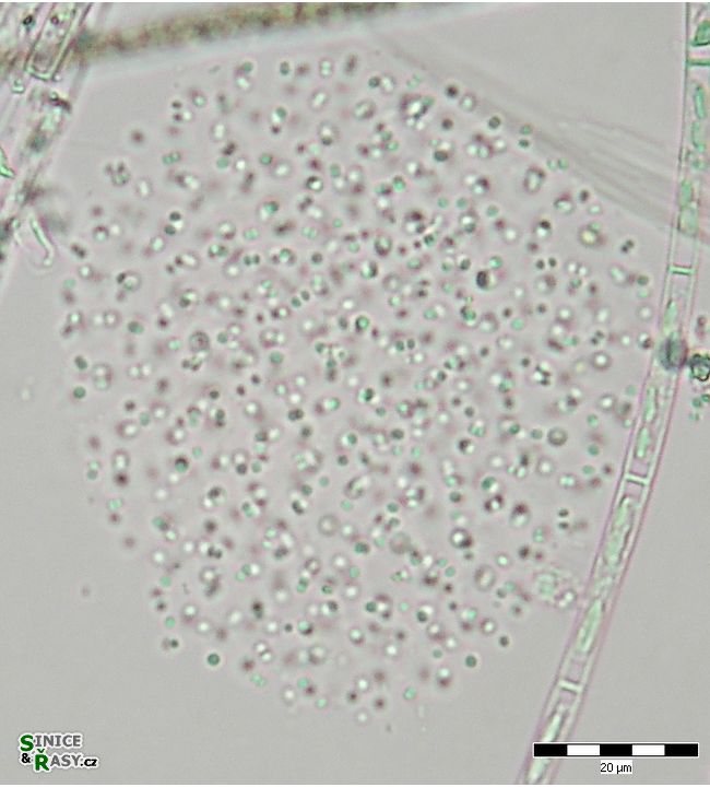 Aphanocapsa delicatissima