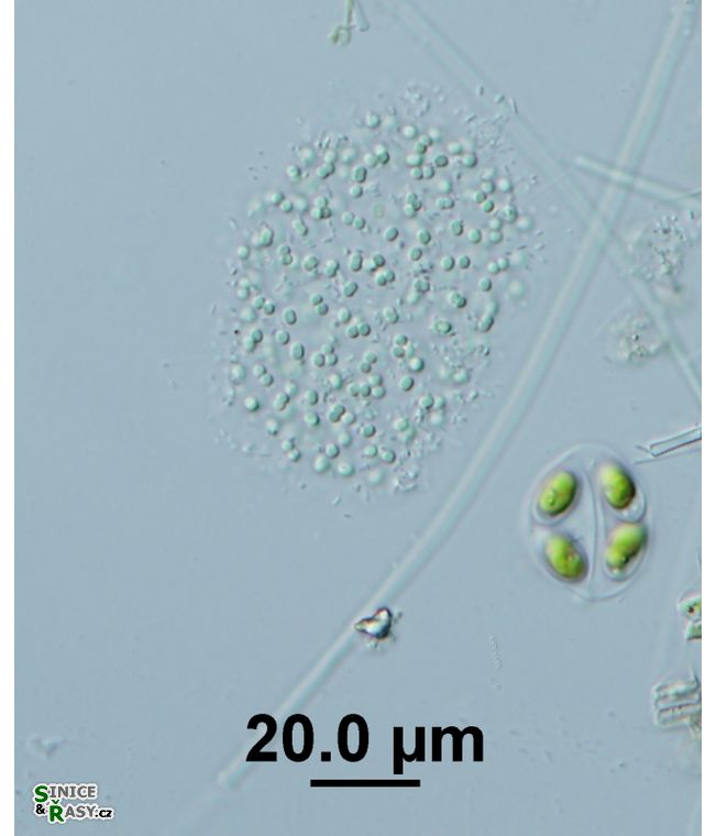 Aphanocapsa planctonica