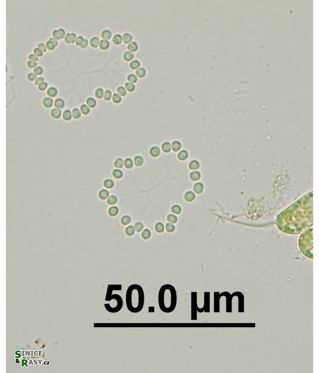 Snowella litoralis