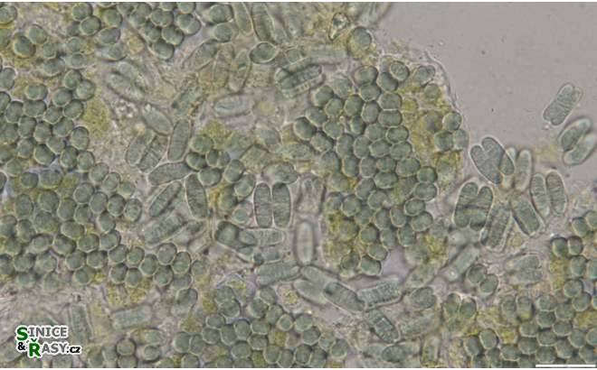 Microcrocis geminata