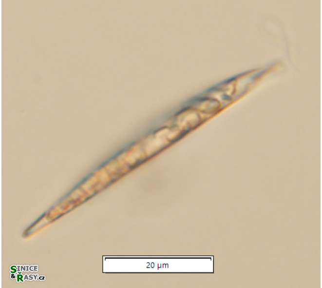 Menoidium gracile