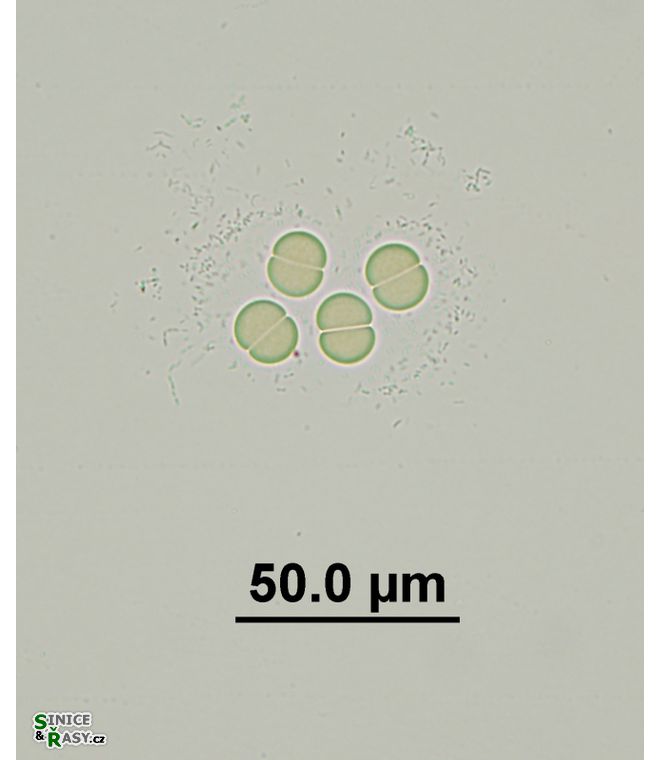 Chroococcus limneticus