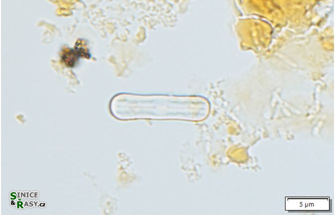 Humidophila contenta