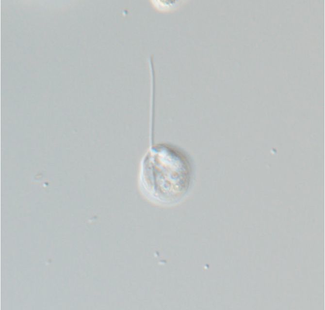 Notosolenus obliquus